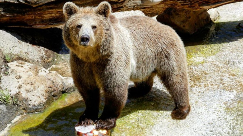 النرويج تعلق ملاحقة أنثى الدب البني بعد عضّها رجلاً.. وارتياح ناشطي حقوق الحيوان