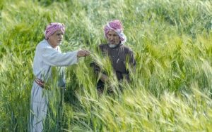 «الأمن الغذائي» تصرف أكثر من 457 مليون ريال لمزارعي القمح