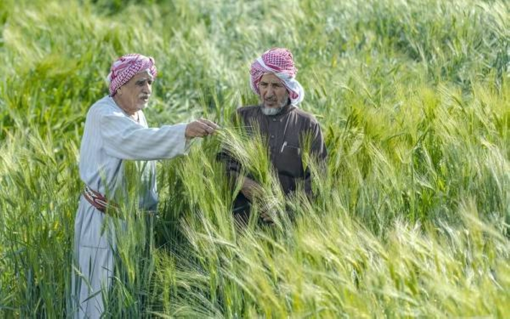 «الأمن الغذائي» تصرف أكثر من 457 مليون ريال لمزارعي القمح