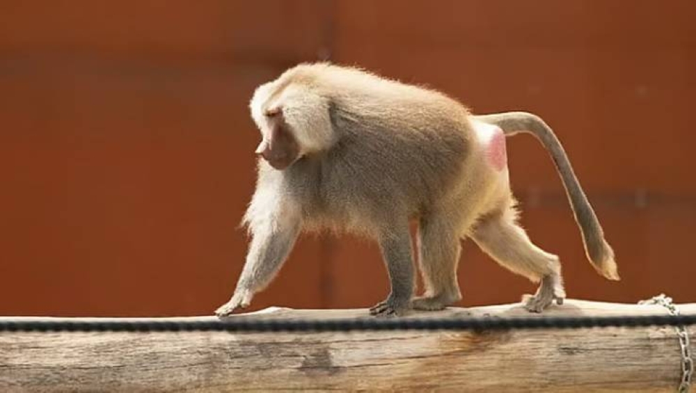 ما أسباب انتشار قرود البابون بالرياض؟.. «الحياة الفطرية» توضح