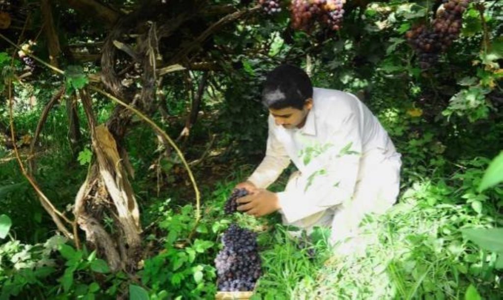 «عنب نجران».. 3000 طن تعزز الاقتصاد الزراعي والسياحي