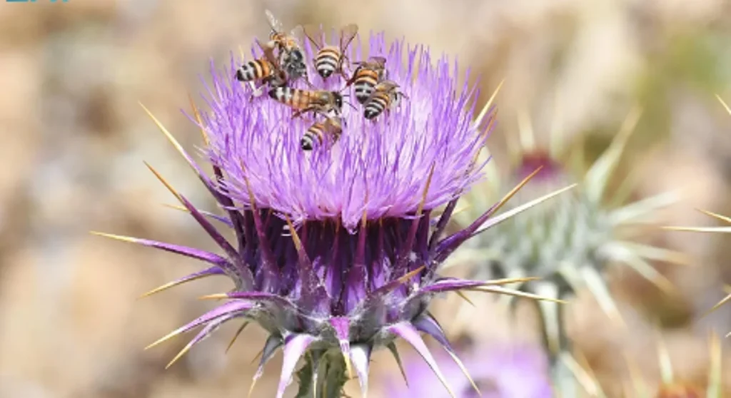الزهور الموسمية في عسير تعزز جودة العسل وتحدد خصائصه الطبيعية