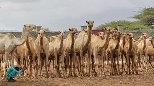 فيديو. مزارع الإبل تبشّر بتغيّر إيجابي في تطوير اقتصاد الثروة الحيوانية في الصومال