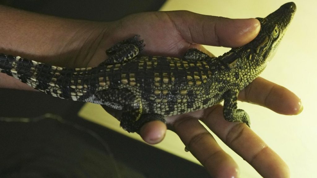 ثبّته بحزام الأمان.. شرطي في فلوريدا يضبط تمساحًا داخل مسبح خاص