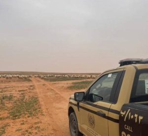 ضبط مواطن مخالف لنظام البيئة لارتكابه مخالفة رعي في محمية الملك عبدالعزيز الملكية
