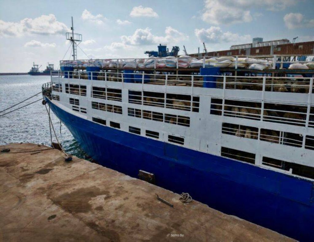 7000 رأس من الأغنام تغادر ميناء طرطوس