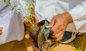 زراعة أكثر من 7.5 ملايين شجرة ضمن مبادرة "أرض القصيم خضراء"