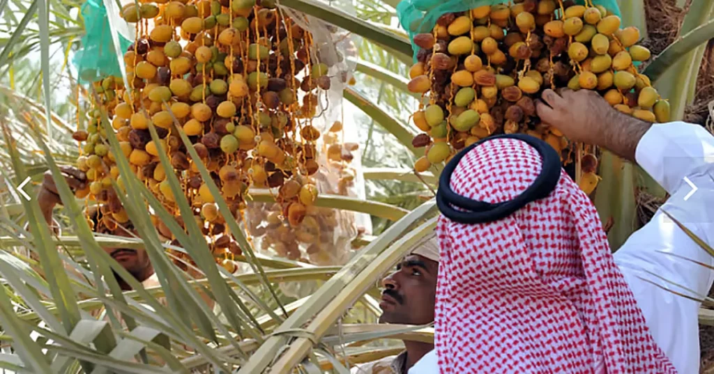 الإرشاد الزراعي تحث على تجنب خلط التمور المتساقطة أسفل النخيل بالسليمة