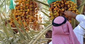 الإرشاد الزراعي تحث على تجنب خلط التمور المتساقطة أسفل النخيل بالسليمة