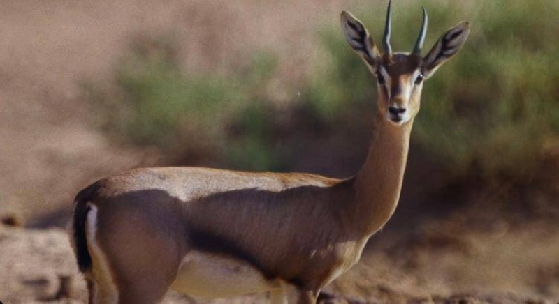 الهيئة السعودية للسياحة تطلق باقات جديدة لزيارة 3 محميات طبيعية