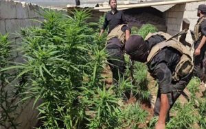 الأمن السوري يضبط مزرعة للمخدرات بريف حلب