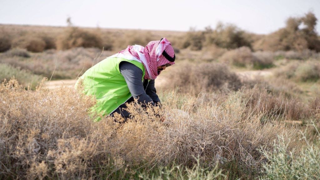 نثر 80 طناً من البذور لإحياء المراعي في 33 موقعاً