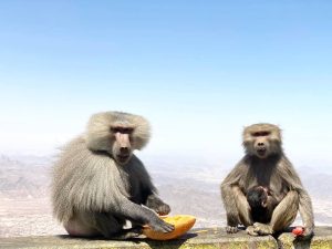 تعليم الطائف للطلاب والمجتمع المحلي: لا تطعموا قرود البابون!