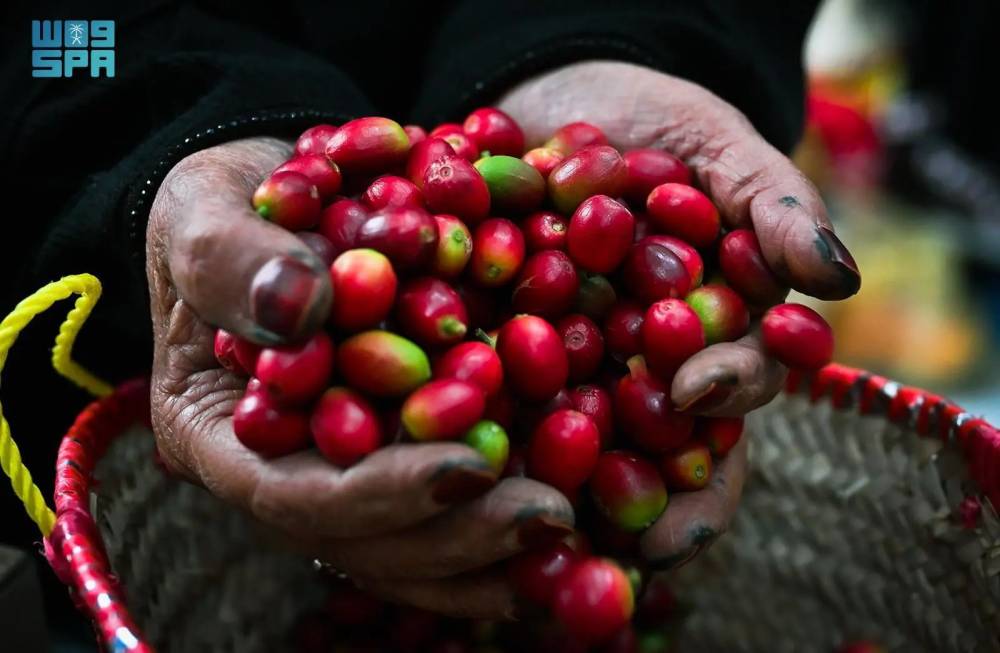 مليون شجرة بُن مثمرة في السعودية.. تنتج 870 طناً