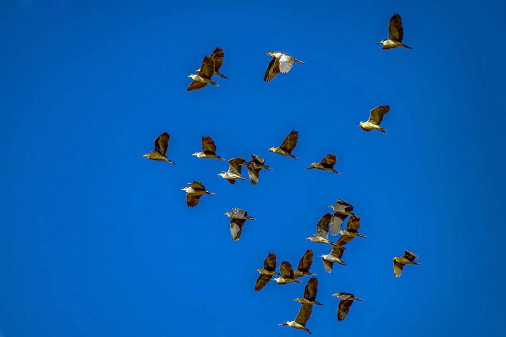 «بلشون الليل»..
المهاجر يعبر سماء
الحدود الشمالية