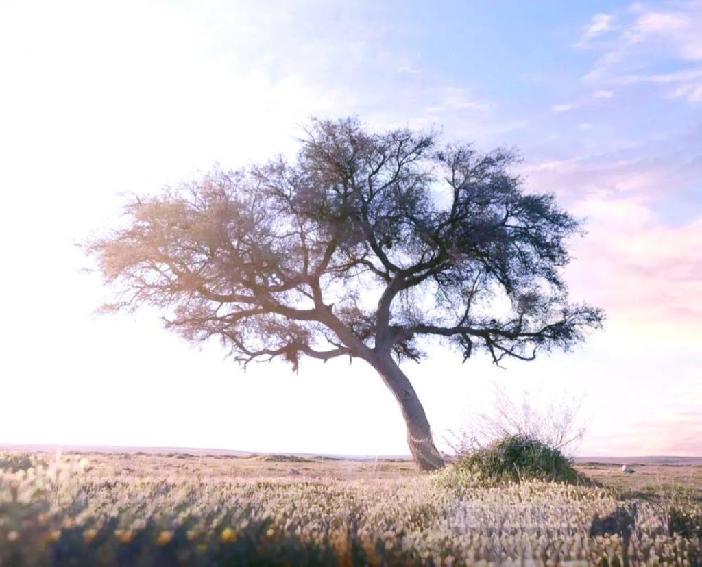 من «شعيب البدع» و«درب زبيدة».. محمية الإمام تركي نموذج لتوازن الطبيعة والتنمية