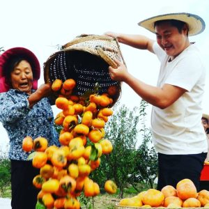 حصاد الكاكي