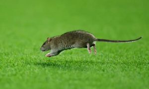 فأر يوقف مباراة ويلز وبلجيكا ويحرج كورتوا!