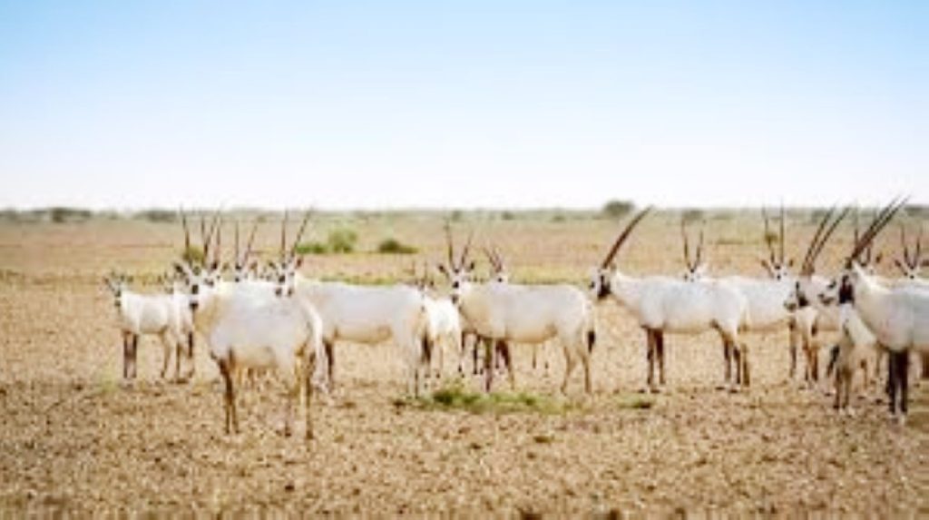 مليونا ريال غرامة مقترحة على تجاوز اشتراطات تراخيص المناطق المحمية..