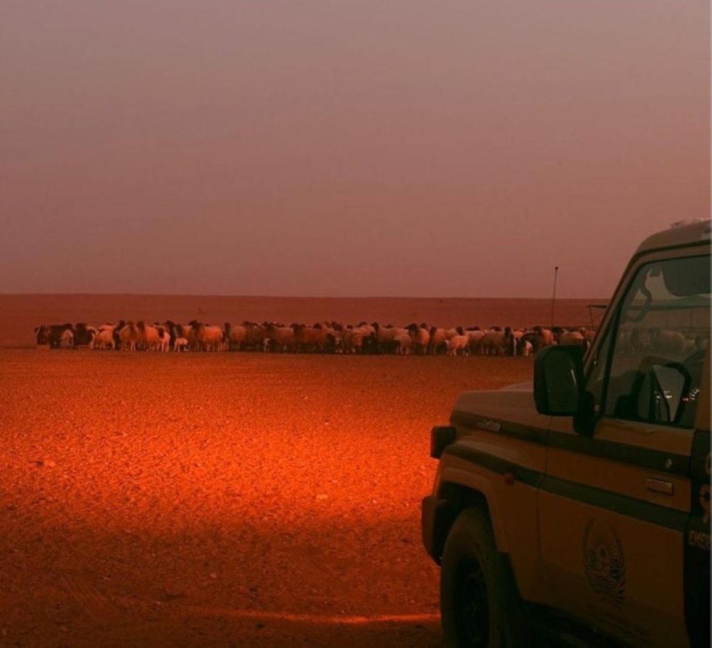 «الأمن البيئي» تضبط مخالفاً لنظام البيئة لارتكابه مخالفة رعي في محمية