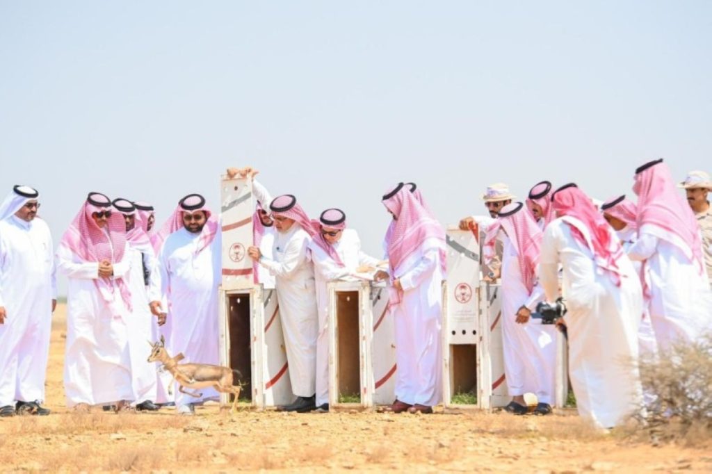 أمير جازان يُطلق «ظباء الأدمي» بمحمية جزر فرسان