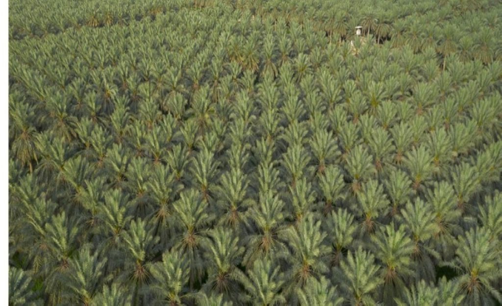 «الزراعة» لـ«عكاظ»: اكتفاء غذائي سعودي «غير مسبوق»