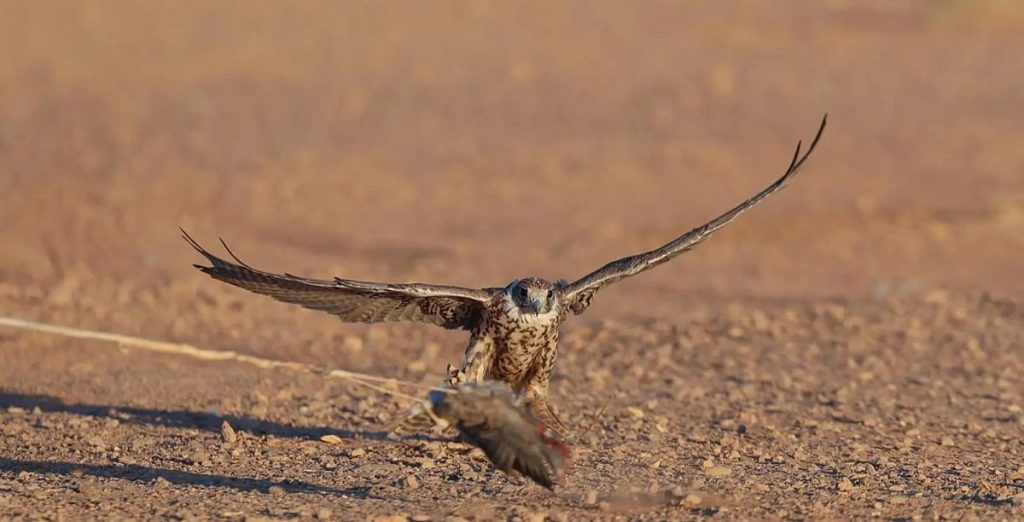 موسم طرح الشاهين يجذب هواة المقناص في الحدود الشمالية