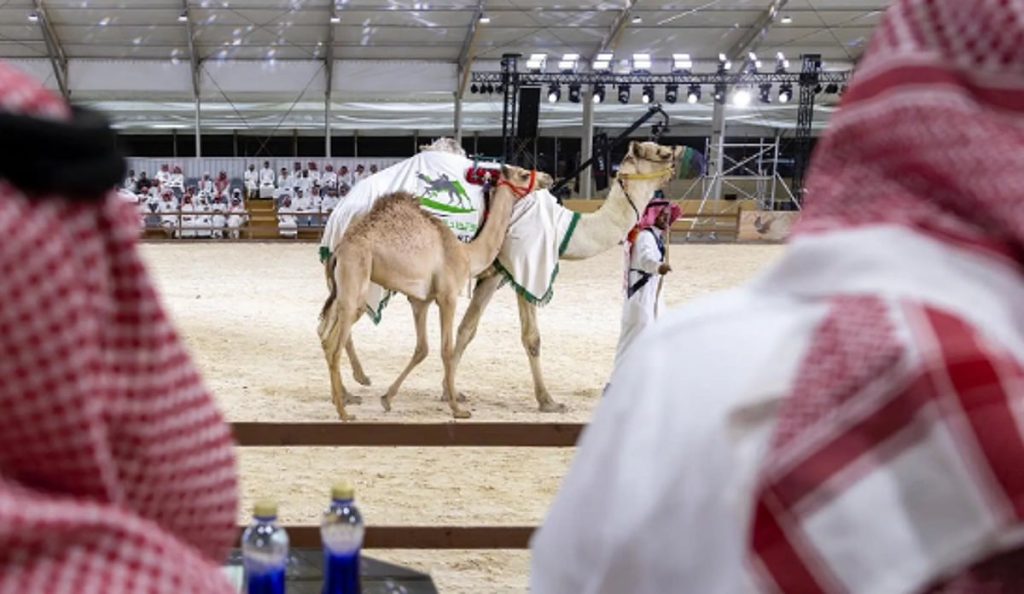 اختتام مزاد الهجن بمبيعات وصلت 1.5 مليون ريال بمعرض الصقور والصيد السعودي الدولي 2025