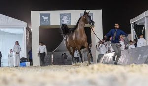 بدء تسجيل الخيول المشاركة في بطولة حائل الدولية لجمال الخيل العربية الأصيلة