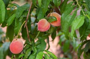 مواطن يحول مزرعة إلى وجهة سياحية في الجوف