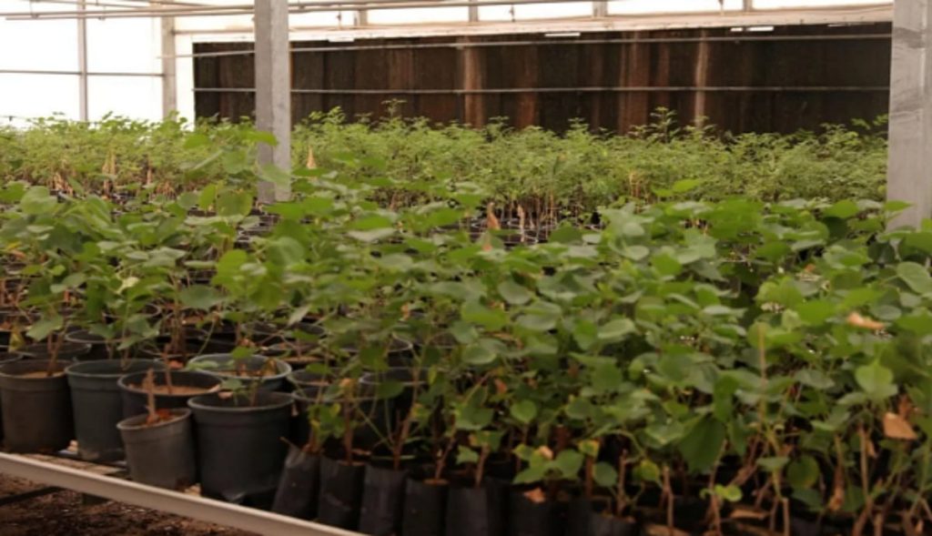 أمانة الأحساء تُضاعف إنتاج المشتل المركزي إلى مليوني شتلة زهور سنويًّا