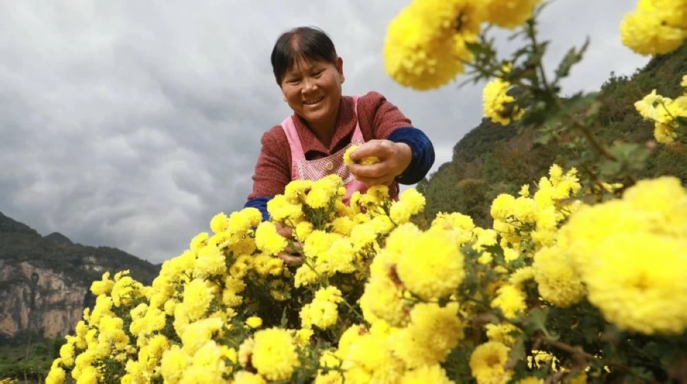 قطف الأقحوان – أخبار السعودية