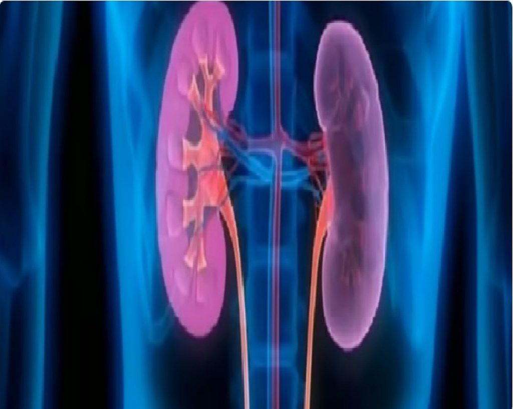 استشاري يوضح أبرز المفاهيم الخاطئة المنتشرة حول صحة الكلى