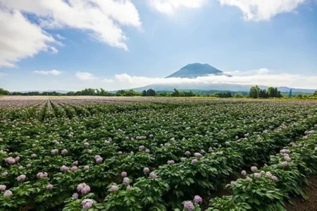 هوكايدو.. جنة يابانية لعشاق الطبيعة والطعام – أخبار السعودية