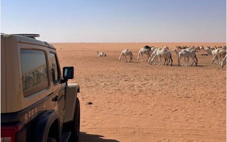 ضبط مواطن لارتكابه مخالفة رعي في مواقع محظورة بمحمية الإمام عبدالعزيز بن محمد الملكية
