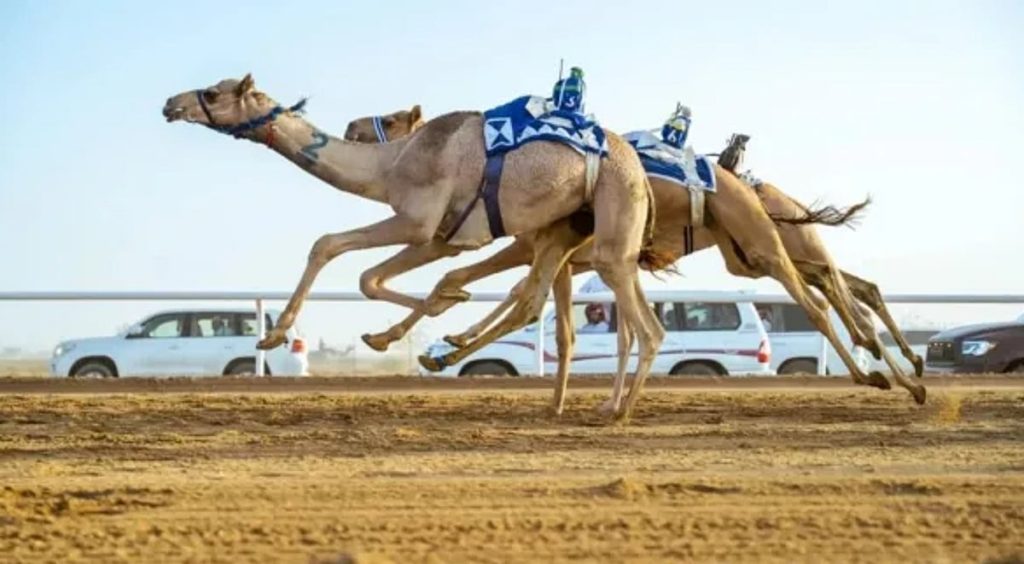 الهجن السعودية تفتتح "كأس وزارة الرياضة" بكأس ولقب 13 شوطًا