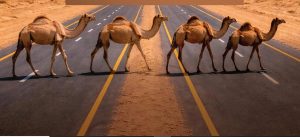 «هيئة الطرق» توصي مُلَّاك الإبل بتنسيق عبور الطرق غير المسيجة عبر مركز الاتصال 938