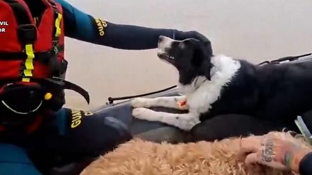 فيديو. إنقاذ قطط وكلاب بعد فيضانات في جنوب إسبانيا