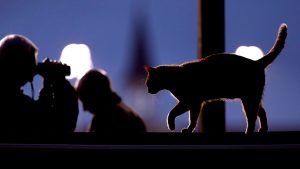 أقدم قطة حيّة في العالم.. “فلوسي” تُكمل عامها الثلاثين