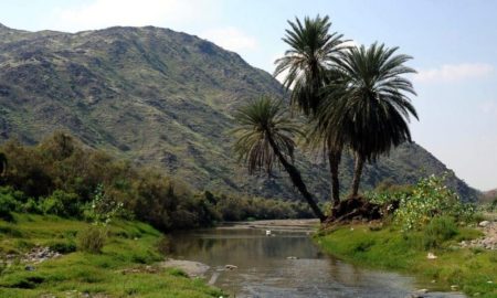 زراعة 55 نباتًا محليًا في القصيم ضمن مبادرة السعودية الخضراء