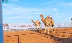 نتائج مهرجان الملك عبدالعزيز للإبل: تتويج أبطال الوضح والشعل