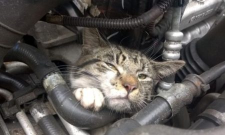 شتانا صح: حملة سعودية لحماية الحيوانات من برد الشتاء