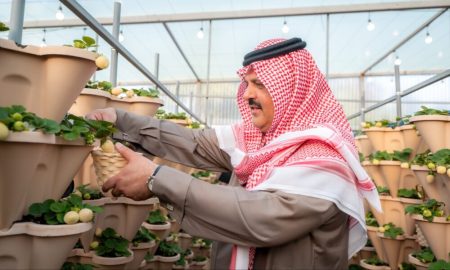 السعودية ثالث منتج للفراولة البيضاء عالميًا بإنجاز من حائل
