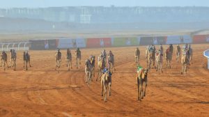 تتويج أبطال مهرجان خادم الحرمين الشريفين للهجن 2026 في ختام منافسات «اللقايا»