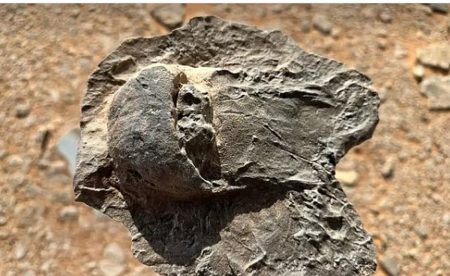 متحدث «ملكية العلا»: اكتشاف أحافير نادرة في المحافظة يعكس عمق التاريخ الطبيعي للمنطقة