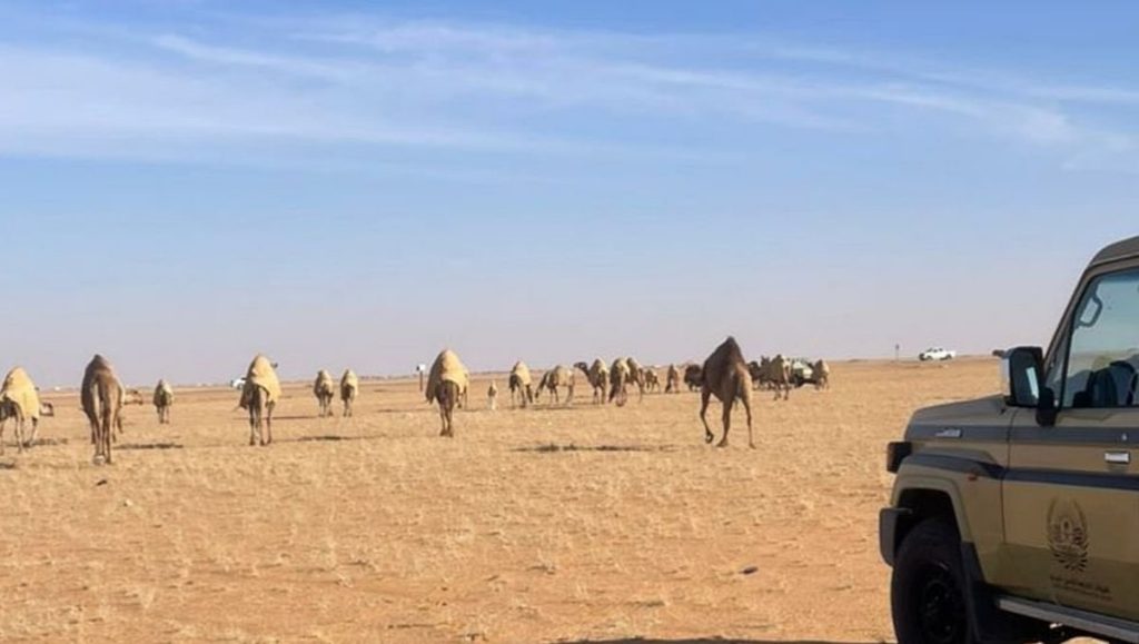 بغرامة 20 ألف ريال.. ضبط مخالف لرعي الإبل بمحمية الملك عبدالعزيز الملكية