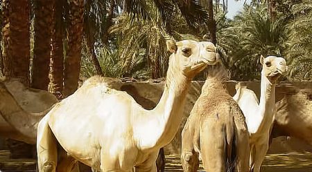 طالب مختص بالذكاء الاصطناعي: أعمل على ابتكار شريحة ذكية تخدم الإبل