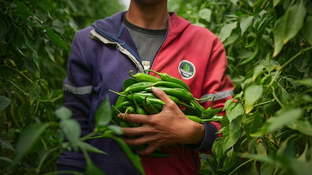 خلط النعناع بالفلفل الحار يضاعف مقاومة الالتهاب.. ماذا كشفت الدراسات؟