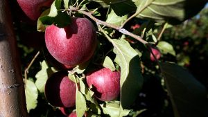 تجربة علمية غير مسبوقة: غضروف بشري من التفاح