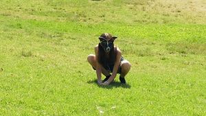 فيديو. موضة “ثيريان”: مراهقون مقنعون يتقمصون شخصيات حيوانات في بوينس آيرس